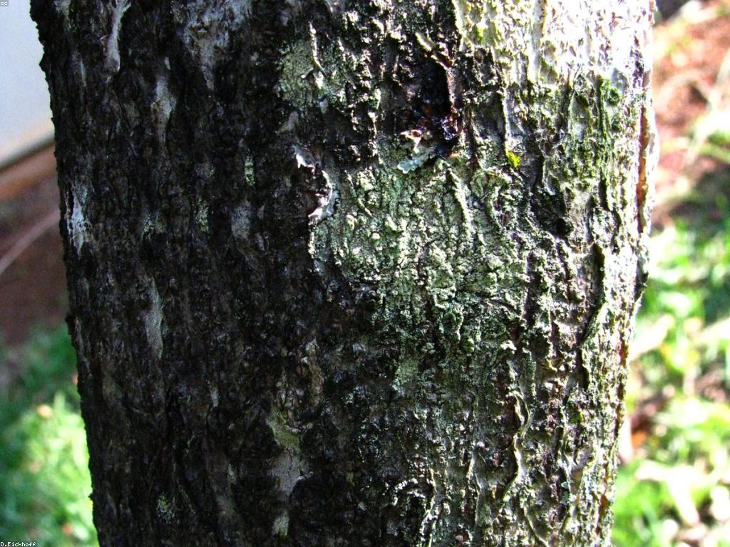 ការណែនាំអ្នកដំណើរទៅឧបករណ៍បាញ់ត្រី