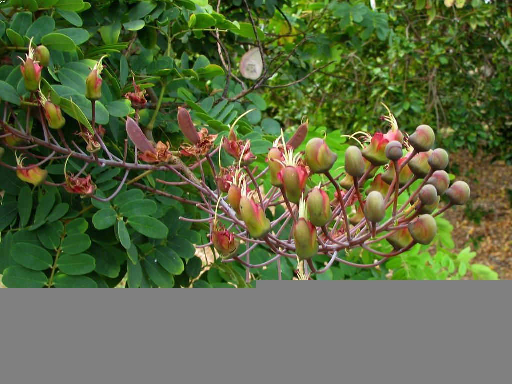 ប្រភេទនៃឧបករណ៍បាញ់ត្រី